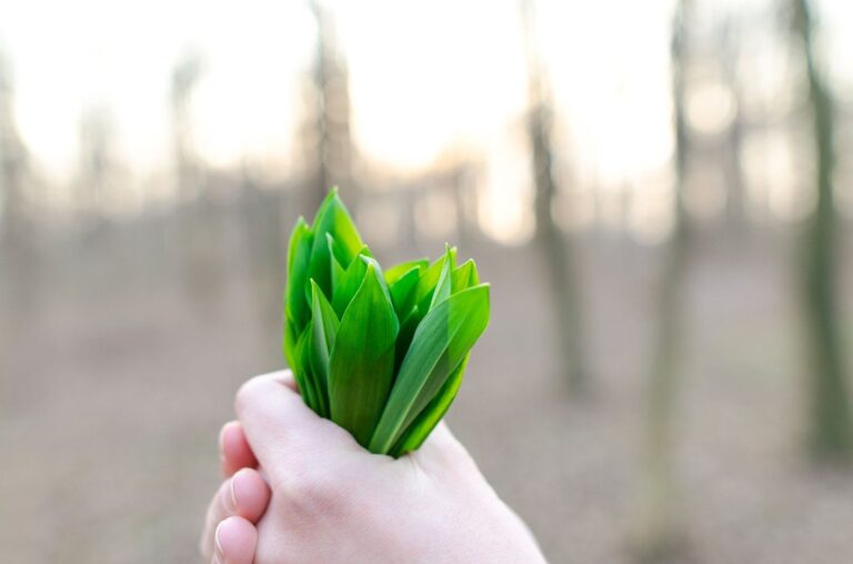 Feuilles d'ail des ours tapissant le sol d'un sous-bois au printemps