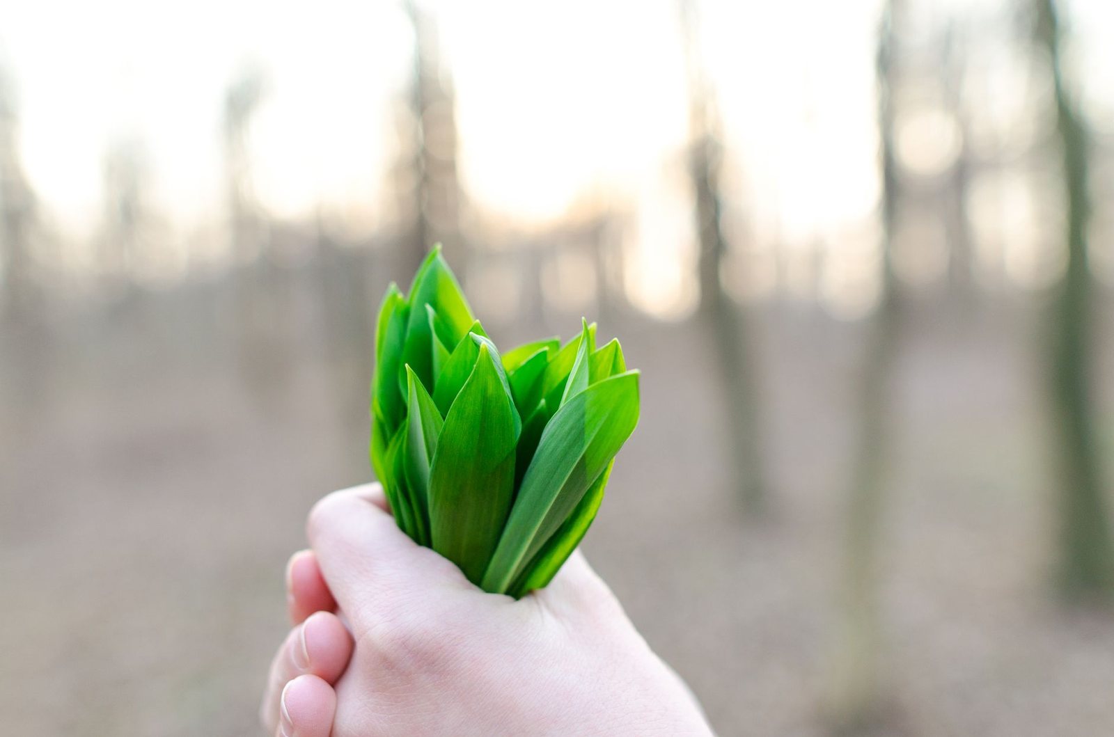 Feuilles d'ail des ours tapissant le sol d'un sous-bois au printemps