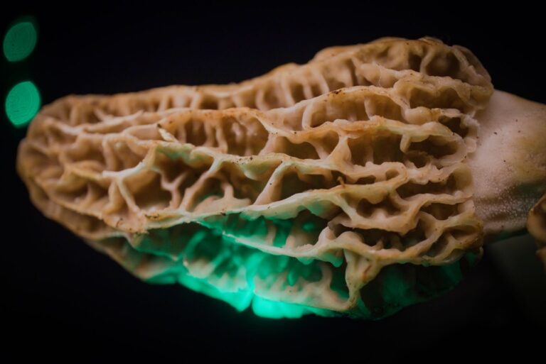 Morilles fraîches au chapeau alvéolé posées sur un plan de travail